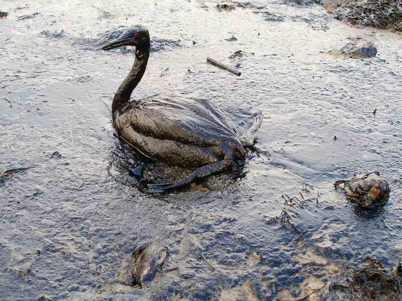 The Suncoast Seabird Sanctuary needs donations for possible Gulf oil spill 